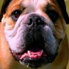 Winston